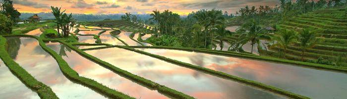 attraction jatiluwih rice terrace in tabanan with epica bali tour service