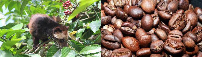 attraction luwak coffee in gianyar with epica bali tour service