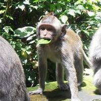 monkey forest ubud bali attractions tour service tour package in Bali
