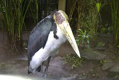 Bali Bird Park half day bali tour service Bali Bird Park half day bali tour service