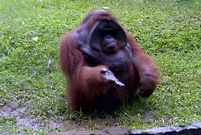 epica Bali Bird Park Tour Package epica Bali Bird Park Tour Package