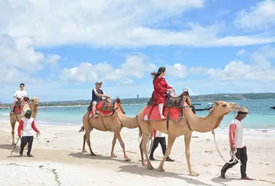 half day riding camel in bali tours activity