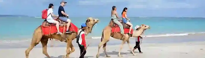 riding camel in bali tours activity package in half day tour with epica bali tour service 