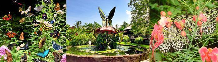 package full day tour butterfly jatiluwih rice terrace bali tour